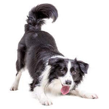Carica l'immagine nel visualizzatore di Gallery, Colonia al Profumo di Talco per Cani – Aroma Fresco e Balsamo... - Ilgrandebazar