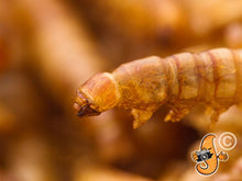 Carica l'immagine nel visualizzatore di Gallery, Chubby Mealworms 5 litri di camole secche per uccelli selvatici - Ilgrandebazar