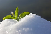Carica l'immagine nel visualizzatore di Gallery, ZeroCal - 1:1 (Stevia - Eritritolo) - 1kg - potere dolcificante uguale allo...