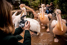 Carica l'immagine nel visualizzatore di Gallery, Sennheiser MKE 400 Video Mini microfono direzionale per videocamere - Ilgrandebazar