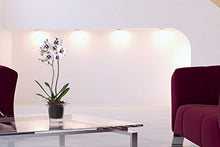 Carica l'immagine nel visualizzatore di Gallery, Hobby Flower Adel - piatto tondo per orchidee e irrigazione, 20 x Trasparente
