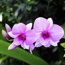 Carica l'immagine nel visualizzatore di Gallery, TERRICCIO PER ORCHIDEE 5 Litri - Ilgrandebazar