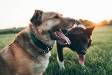 Carica l'immagine nel visualizzatore di Gallery, Embark Pets - Collare in corda per cani, cotone intrecciato Small, Slight