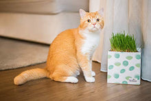 Carica l'immagine nel visualizzatore di Gallery, Schesir Multipack Ecosostenibile di Bustine per Gatti Che Diventa Cuccia - 2...