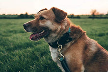 Carica l'immagine nel visualizzatore di Gallery, Embark Pets - Collare in corda per cani, cotone intrecciato Small, Slight