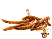 Carica l'immagine nel visualizzatore di Gallery, Chubby Mealworms 5 litri di camole secche per uccelli selvatici - Ilgrandebazar