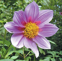 Carica l'immagine nel visualizzatore di Gallery, Dalia IMPERIALE (Dahlia IMPERIALIS) - 1 Tubero - Colore Rosa BULBI DA FIORE... - Ilgrandebazar