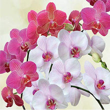Carica l'immagine nel visualizzatore di Gallery, TERRICCIO PER ORCHIDEE 5 Litri - Ilgrandebazar