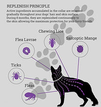 Carica l'immagine nel visualizzatore di Gallery, Collare antipulci e zecche per Cani, Regolabile Impermeabile, 1 pacco