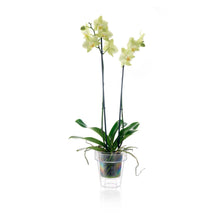 Carica l'immagine nel visualizzatore di Gallery, VASO TRASPARENTE "PORTO" CON SUPPORTO PER diametro 16 cm, Trasparente - Ilgrandebazar