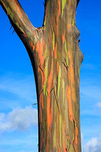 Carica l'immagine nel visualizzatore di Gallery, Albero arcobaleno - Eucalyptus deglupta - 50 semi - rarità !!! - Ilgrandebazar