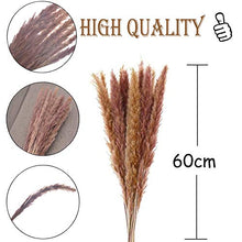 Carica l'immagine nel visualizzatore di Gallery, WELLXUNK Erba di Pampa Secca Naturale, phragmites Colore Primario