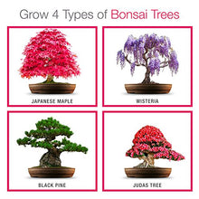 Carica l'immagine nel visualizzatore di Gallery, Coltivare il proprio kit bonsai - Facilmente crescere 4 tipi di alberi...