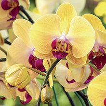 Carica l'immagine nel visualizzatore di Gallery, TERRICCIO PER ORCHIDEE 5 Litri - Ilgrandebazar