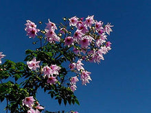 Carica l'immagine nel visualizzatore di Gallery, Dalia IMPERIALE (Dahlia IMPERIALIS) - 1 Tubero - Colore Rosa BULBI DA FIORE... - Ilgrandebazar