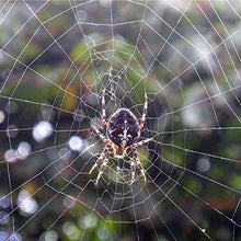 Carica l'immagine nel visualizzatore di Gallery, Zig Zag, Insetticida, Magnatela, Insetticida per Ragni e Ragnatele ad alta...