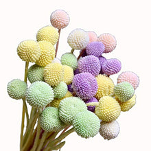 Carica l'immagine nel visualizzatore di Gallery, INVISIKAYAK Craspedia Globosa Materiale Fiore Immortal 40pcs, Creamy-white - Ilgrandebazar