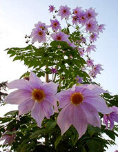 Carica l'immagine nel visualizzatore di Gallery, Dalia IMPERIALE (Dahlia IMPERIALIS) - 1 Tubero - Colore Rosa BULBI DA FIORE... - Ilgrandebazar