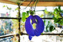 Carica l'immagine nel visualizzatore di Gallery, Blue Butterfly Pea Flowers (Clitoria Ternatea/Anchan) - Magic Colour...