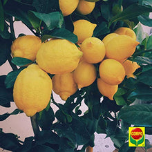 Carica l'immagine nel visualizzatore di Gallery, COMPO BIO Concime Liquido per Agrumi e Piante Mediterranee, Con Potassio e Ferro, Con tappo dosatore, 1 litro