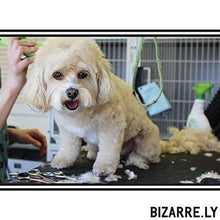 Carica l'immagine nel visualizzatore di Gallery, BIZARRE.LY Set Toelettatura Qualità Premium Per Cani e Gatti - PROFESSIONALE... - Ilgrandebazar
