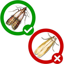 Carica l'immagine nel visualizzatore di Gallery, PIC Trappola Anti Tarme del Cibo - Confezione da 3 buste con due trappole =...