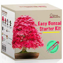 Carica l'immagine nel visualizzatore di Gallery, Coltivare il proprio kit bonsai - Facilmente crescere 4 tipi di alberi...