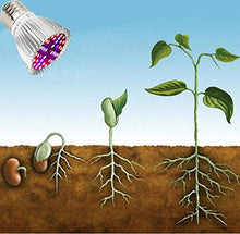 Carica l'immagine nel visualizzatore di Gallery, Piante Lampada a LED, 4 pezzi 40W E27 Grow Bulbs per Semina, Crescita, 40w*4 - Ilgrandebazar
