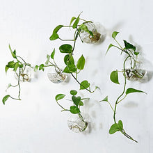 Carica l'immagine nel visualizzatore di Gallery, Set di 6 pezzi, vasi rotondi in vetro da appendere alla parete, terrario... - Ilgrandebazar