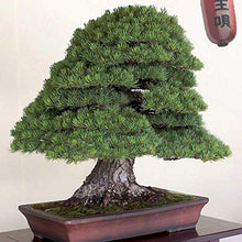 Carica l'immagine nel visualizzatore di Gallery, TERRICCIO PER BONSAI 5 Litri - Ilgrandebazar