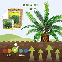 Carica l'immagine nel visualizzatore di Gallery, I Consigli Dell'Esperto Cycasana Concime Specifico per Cycas