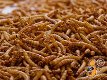Carica l'immagine nel visualizzatore di Gallery, Chubby Mealworms 5 litri di camole secche per uccelli selvatici - Ilgrandebazar