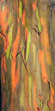 Carica l'immagine nel visualizzatore di Gallery, Albero arcobaleno - Eucalyptus deglupta - 50 semi - rarità !!! - Ilgrandebazar