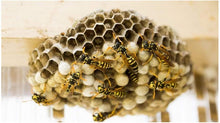 Carica l'immagine nel visualizzatore di Gallery, 3
