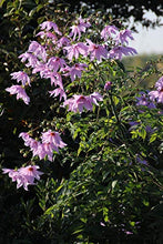 Carica l'immagine nel visualizzatore di Gallery, Dalia IMPERIALE (Dahlia IMPERIALIS) - 1 Tubero - Colore Rosa BULBI DA FIORE... - Ilgrandebazar