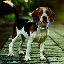 Carica l'immagine nel visualizzatore di Gallery, Zacro Collare di Cane LED, per cane LED Lampeggiante, di... - Ilgrandebazar