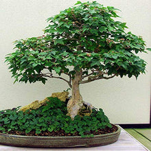 Carica l'immagine nel visualizzatore di Gallery, TERRICCIO PER BONSAI 5 Litri - Ilgrandebazar