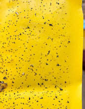 Carica l'immagine nel visualizzatore di Gallery, Ecwin 20 Pezzi Trappola per Mosche Trappole Appiccicose Gialle Plant 20 - Ilgrandebazar