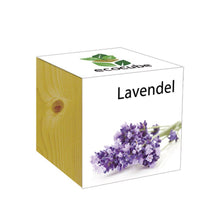 Carica l'immagine nel visualizzatore di Gallery, Extragifts ecocube Lavanda - piante nel cubo di legno viola - Ilgrandebazar