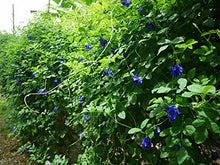 Carica l'immagine nel visualizzatore di Gallery, 100g Blue Butterfly Pea Flowers - Naturally Produced and Hand Selected -...