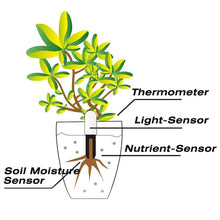 Carica l'immagine nel visualizzatore di Gallery, Wanfei per Xiaomi Flower Care Soil Tester, Intelligent Plant Monitor... - Ilgrandebazar