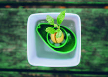 Carica l'immagine nel visualizzatore di Gallery, AvoSeedo Kit regalo da Giardinaggio per Avocado Green - Ilgrandebazar