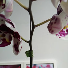 Carica l'immagine nel visualizzatore di Gallery, BESTOMZ Clip per Orchidea clip di supporto piante da giardino 100 pezzi