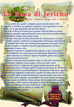 Carica l'immagine nel visualizzatore di Gallery, Signum Rj02 Rosa di Jericho Multicolore - Ilgrandebazar