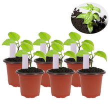Carica l'immagine nel visualizzatore di Gallery, Huvai 100 pz 10,2 cm plastica vasi di piante piantine nursery con 100 pezzi... - Ilgrandebazar