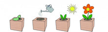 Carica l'immagine nel visualizzatore di Gallery, Extragifts ecocube Lavanda - piante nel cubo di legno viola - Ilgrandebazar