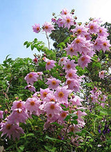 Carica l'immagine nel visualizzatore di Gallery, Dalia IMPERIALE (Dahlia IMPERIALIS) - 1 Tubero - Colore Rosa BULBI DA FIORE... - Ilgrandebazar