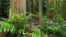 Carica l'immagine nel visualizzatore di Gallery, Albero arcobaleno - Eucalyptus deglupta - 50 semi - rarità !!! - Ilgrandebazar