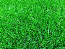 Carica l'immagine nel visualizzatore di Gallery, 1kg Semi di erba da giardino Alta Qualità per 35mq – Crescita rapida e...