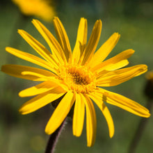 Carica l'immagine nel visualizzatore di Gallery, Weleda Arnica Olio Massaggio - 200 ml.